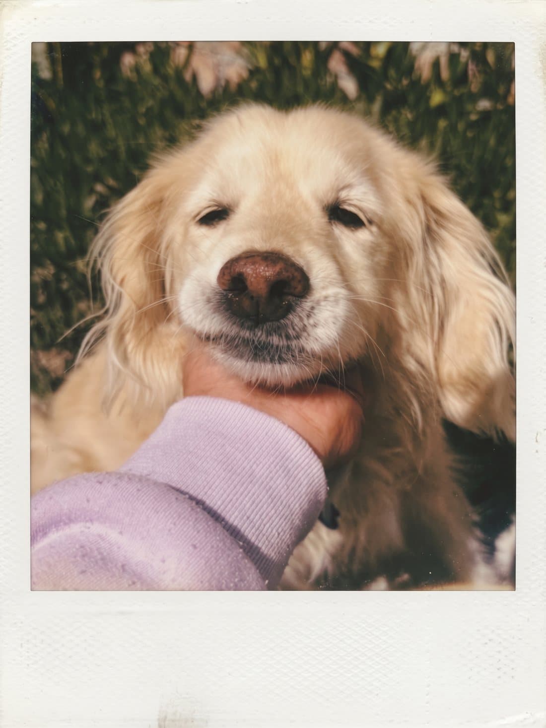 A golden retriever resting its chin on a hand